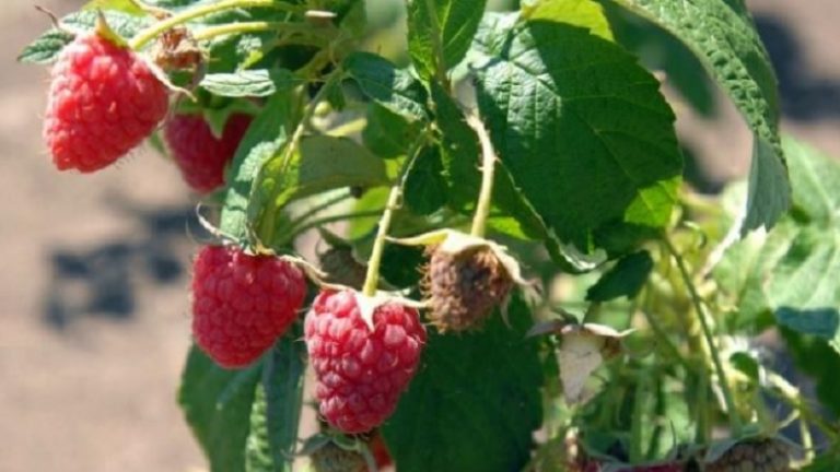 maline